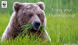 ThanksgivingBear.jpg