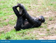 thumbs.dreamstime.com_z_male-bonobo-resting-his-back-stretching-legs-portrait-lola-ya-sanctuar...jpg