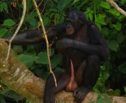 Monkey_1.jpg
