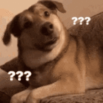dog-confused.gif