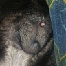 Darkowl