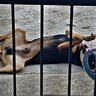 Dogstudlover