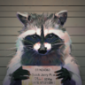 Naughty Raccoon