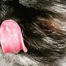 DoggieDoesIt