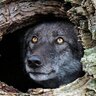 DGWolf