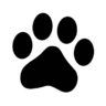 JazzyPaws