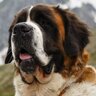 amorousdog5