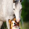DoggoHorsey