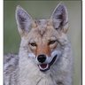 valleyyote