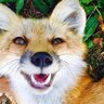 FoxForest