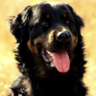 K9D