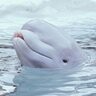 cetaceanlover