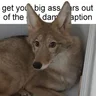 DogZone420