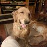 DogLoverTwo