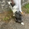 beastynono