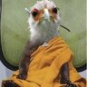 feather-fool