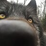 TFenrir