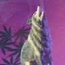 Reeferwolf