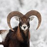 Boat_Goat