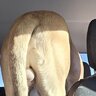 Farsightdog