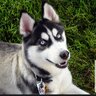 knotyourdog