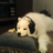 HuskyWife