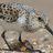 sanderling