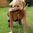 sluttylittlepuppy