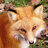 4FoxLov