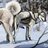 allaboutdogsx