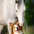 DoggoHorsey
