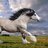 foalmaker