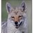 valleyyote