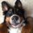 batedog