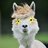 wolvesrain