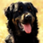 K9D