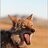 oliveyote