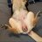 Female_Dog_Lover