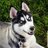 knotyourdog